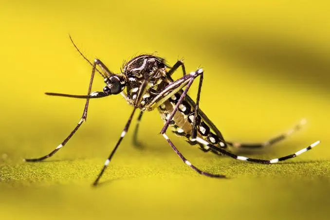 Dr. Yeşim Taşova, “Sivrisinekler çeşitli mikropların taşıyıcısıdır. Havaların ısınmasıyla birlikte sinek popülasyonun arttığını gözlemliyoruz.