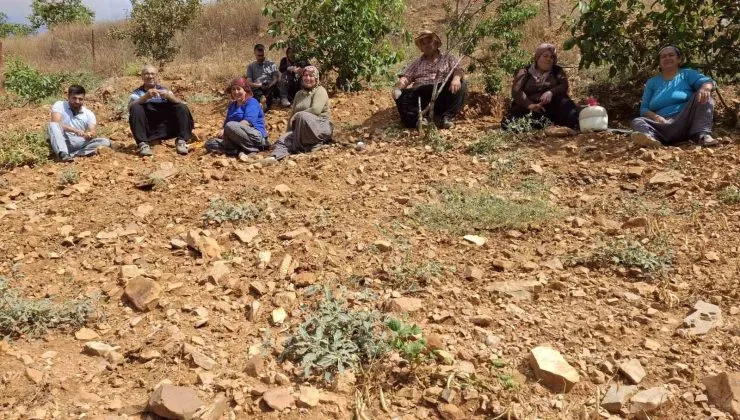 Tufanbeyli Beyaz Fasulyesinde  Hasat Zamanı..