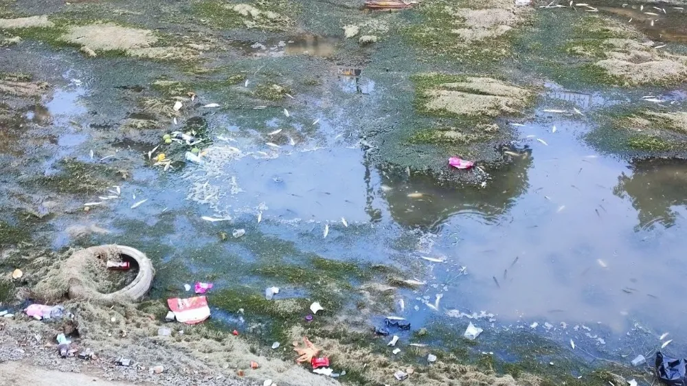 Adana’da Kanallar Kurudu, Balıklar Telef Oldu..