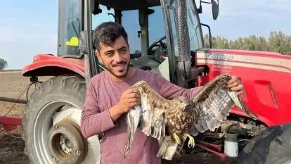 Adana’da Çiftçi Hasadı Bırakıp Yaralı Şahine Koştu!