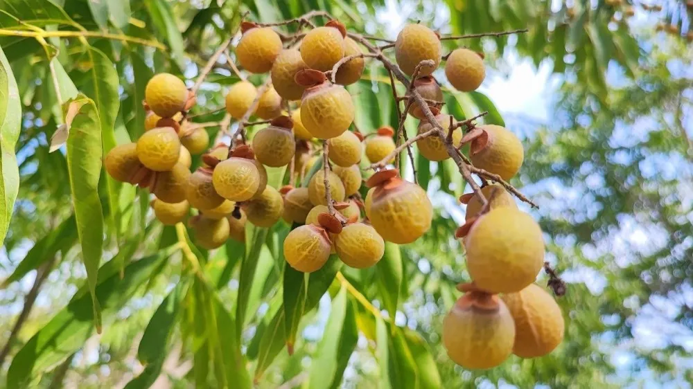 Doğal temizlik ürünü ‘sabun cevizi’ Adana’da üretildi