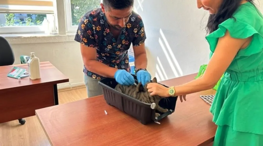 Kedi ve Köpeklerin Kimliklendirilmesi İçin Son Tarih 31 Aralık 