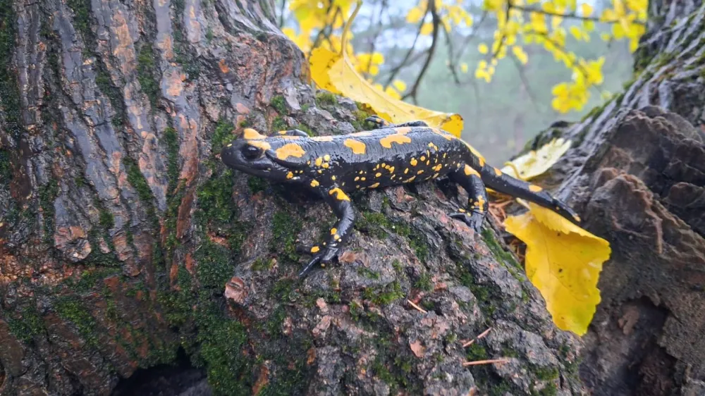 Adana’da nesli tehlike altındaki sarı benekli semender görüldü.