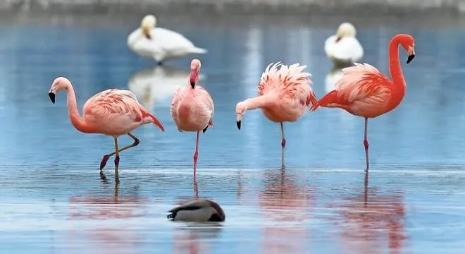 Flamingo