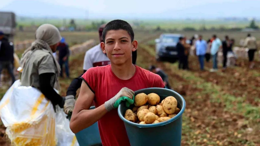 Adana’da Erkenci Patates Hasat