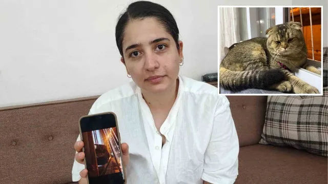 Kedi
