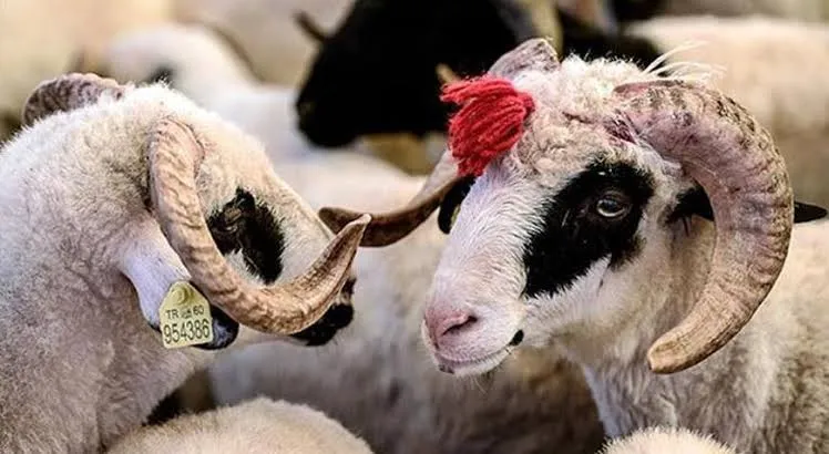Adana Damızlık Koyun Keçi Yetiştiricileri Derneği Küçükbaş Kurban Fiyatlarını Açıklandı...