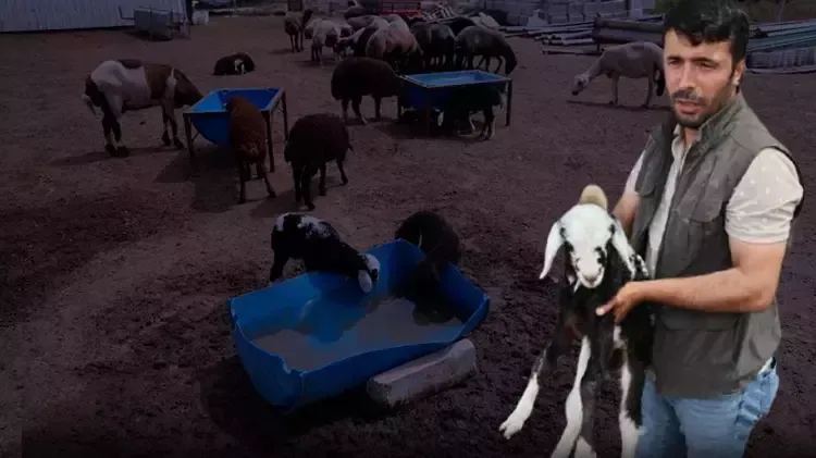 Mera Arazisine Zehir Atıldı..77 Koyun Telef Oldu.. 