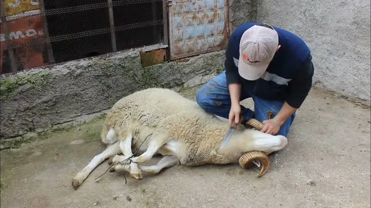 Adana Kasaplar Odası Uyardı 
