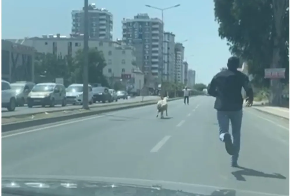 Adana ... Kurbanlık Koyunlar Kaçtı Sahipleri Kovaladı...