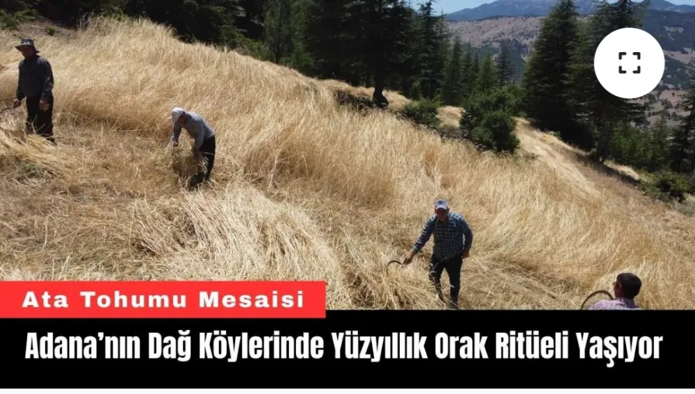 Adana’nın Dağ Köylerinde Yüzyıllık Orak Geleneği Yaşıyor