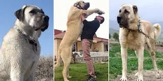 Dünyanın Saygı Duyduğu Türk Değeri ... Kangal Köpekleri