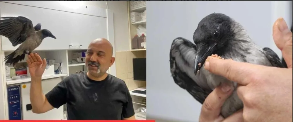 Adana’da Karga