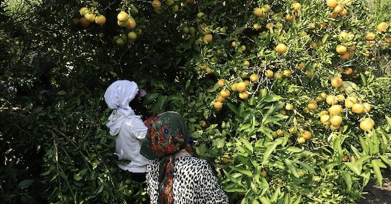 Adana'da mandalina dalında 3 liraya düştü