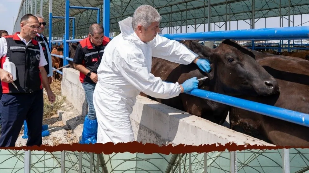 Adana Tarım İl Müdürlüğünden  Sonbahar Dönemi Şap Aşılaması 