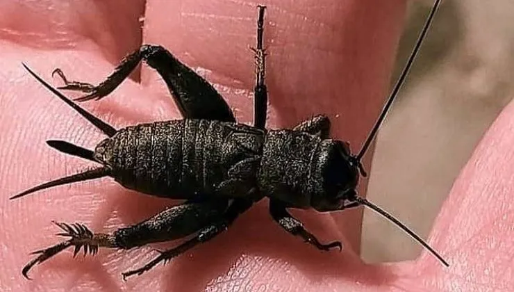 Adanalıların yeni kâbusu; Cırcır böcekleri Her Yerde 